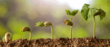 Permalien vers: Étapes de la vie